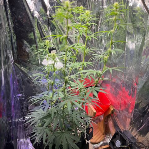 Preenseeds 2 geração  growlog timeline photo