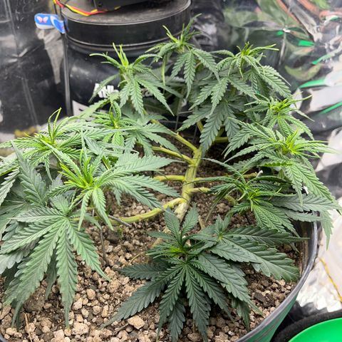 Preenseeds 2 geração  growlog timeline photo