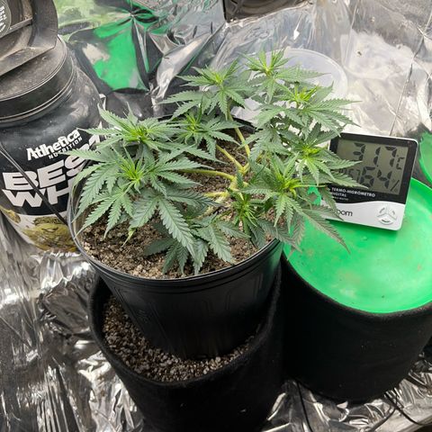 Preenseeds 2 geração  growlog timeline photo
