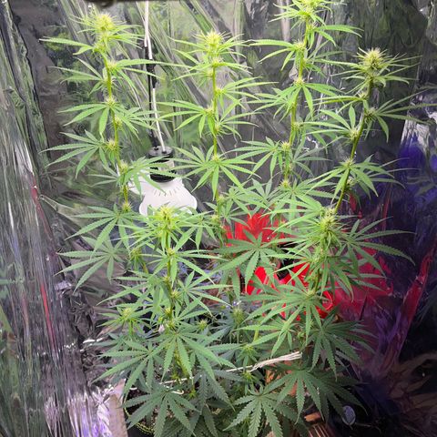 Preenseeds 2 geração  growlog timeline photo