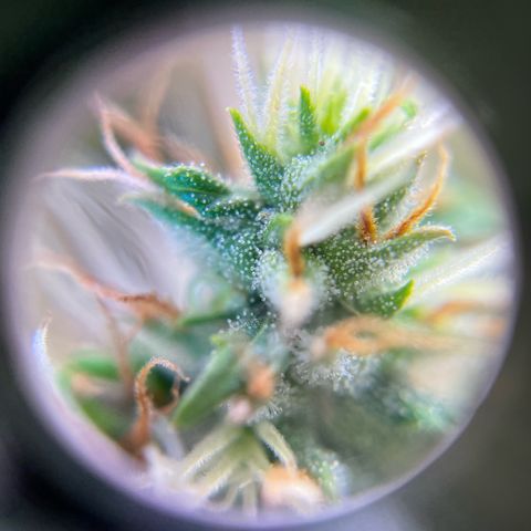 Preenseeds 2 geração  growlog timeline photo