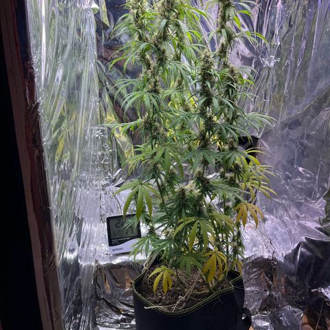 Preenseeds 2 geração  growlog timeline photo
