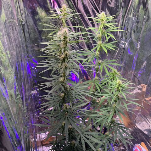 Preenseeds 2 geração  growlog timeline photo