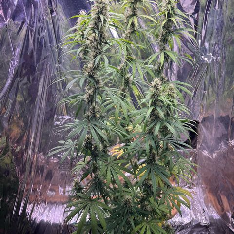 Preenseeds 2 geração  growlog timeline photo