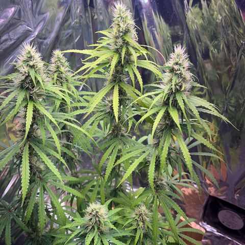 Preenseeds 2 geração  growlog timeline photo