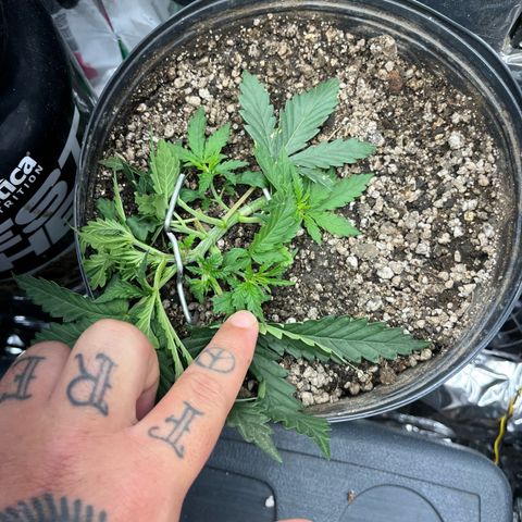 Preenseeds 2 geração  growlog timeline photo