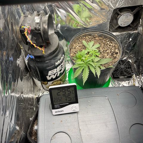 Preenseeds 2 geração  growlog timeline photo
