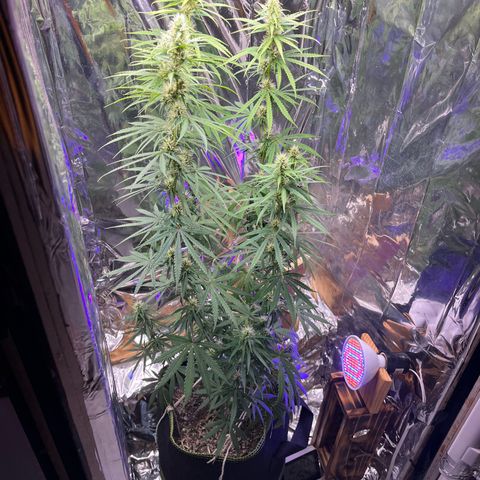 Preenseeds 2 geração  growlog timeline photo