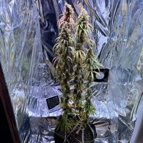 Preenseeds 2 geração  growlog timeline photo