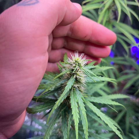 Preenseeds 2 geração  growlog timeline photo