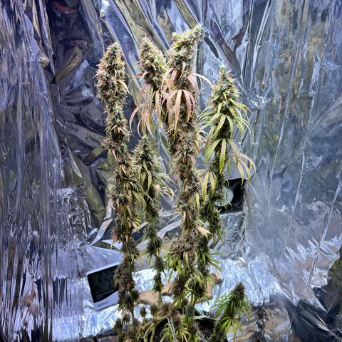 Preenseeds 2 geração  growlog timeline photo