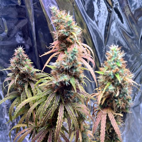 Preenseeds 2 geração  growlog timeline photo
