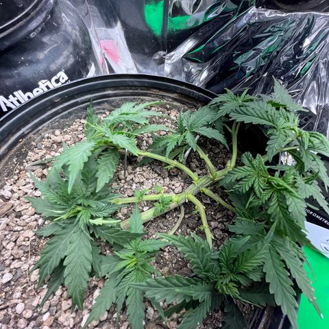 Preenseeds 2 geração  growlog timeline photo