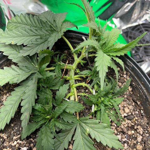 Preenseeds 2 geração  growlog timeline photo
