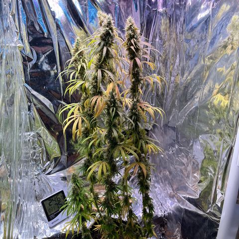 Preenseeds 2 geração  growlog timeline photo