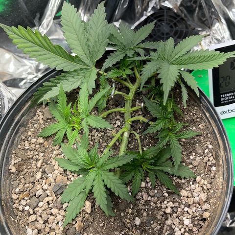 Preenseeds 2 geração  growlog timeline photo