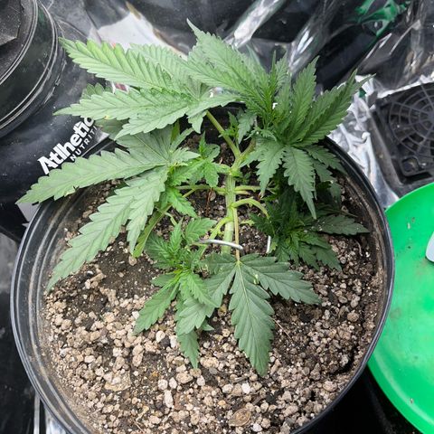 Preenseeds 2 geração  growlog timeline photo