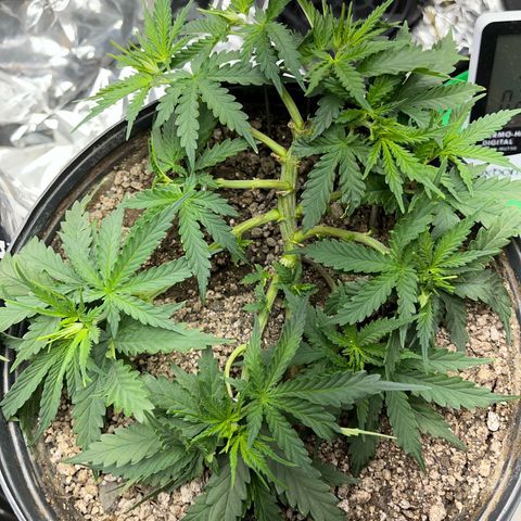 Preenseeds 2 geração  growlog timeline photo