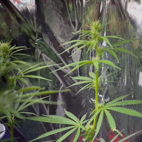 Preenseeds 2 geração  growlog timeline photo