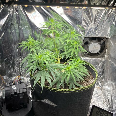 Preenseeds 2 geração  growlog timeline photo