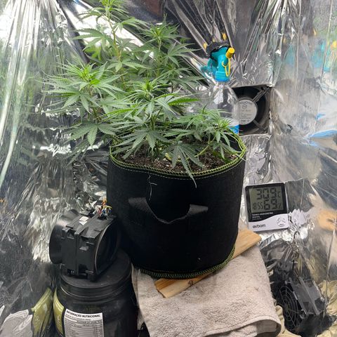 Preenseeds 2 geração  growlog timeline photo
