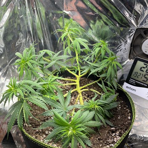 Preenseeds 2 geração  growlog timeline photo