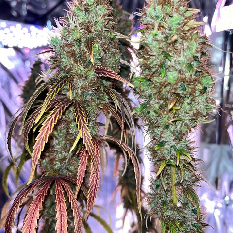 Preenseeds 2 geração  growlog timeline photo