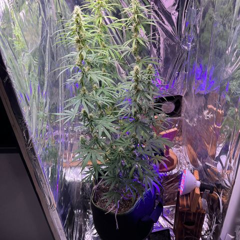 Preenseeds 2 geração  growlog timeline photo