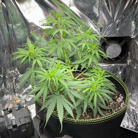 Preenseeds 2 geração  growlog timeline photo