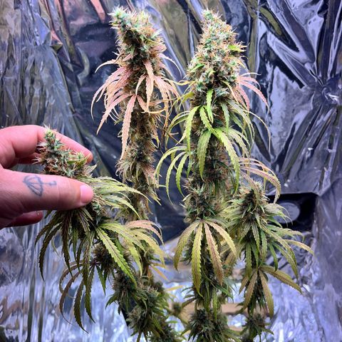Preenseeds 2 geração  growlog timeline photo