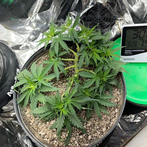 Preenseeds 2 geração  growlog timeline photo