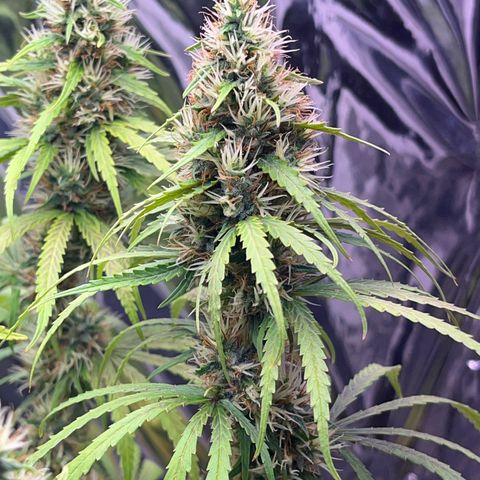 Preenseeds 2 geração  growlog timeline photo