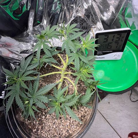 Preenseeds 2 geração  growlog timeline photo