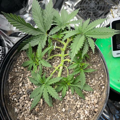 Preenseeds 2 geração  growlog timeline photo