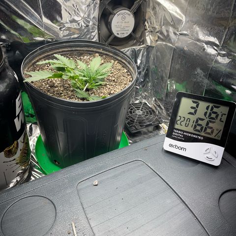 Preenseeds 2 geração  growlog timeline photo