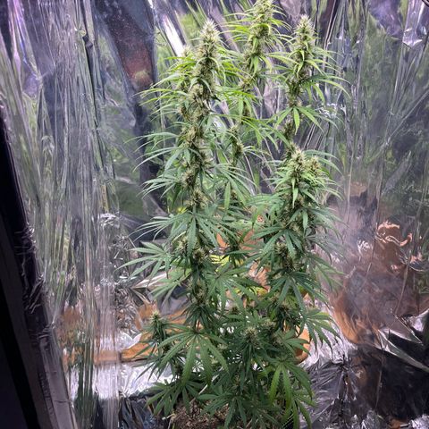 Preenseeds 2 geração  growlog timeline photo