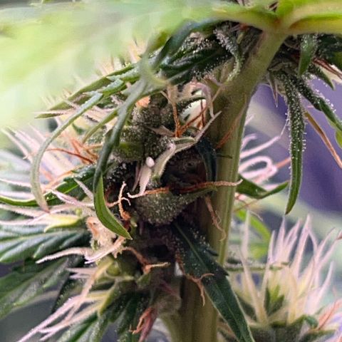 Preenseeds 2 geração  growlog timeline photo