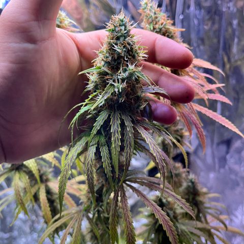 Preenseeds 2 geração  growlog timeline photo