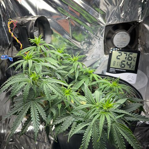 Preenseeds 2 geração  growlog timeline photo