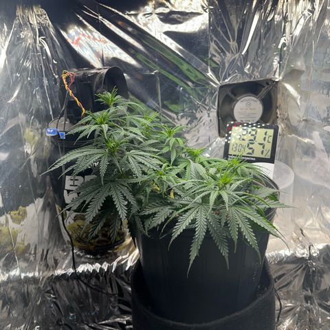 Preenseeds 2 geração  growlog timeline photo