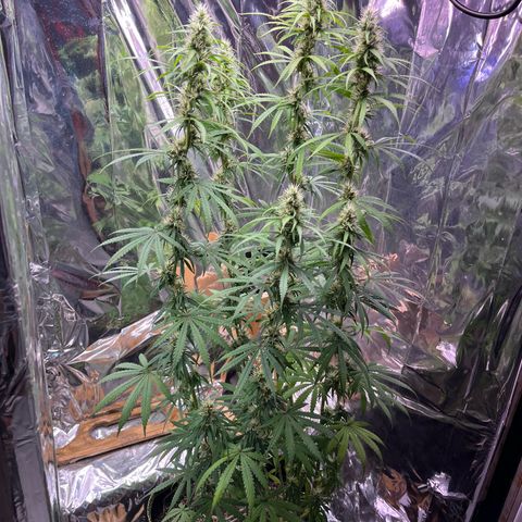 Preenseeds 2 geração  growlog timeline photo