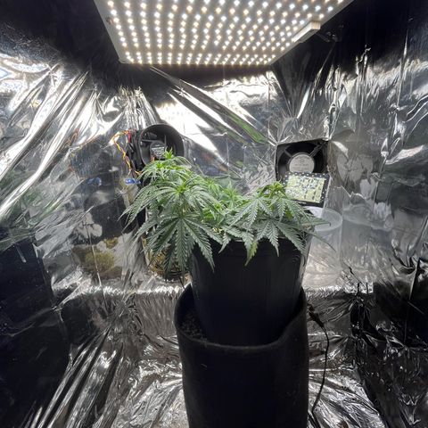 Preenseeds 2 geração  growlog timeline photo