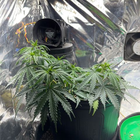 Preenseeds 2 geração  growlog timeline photo