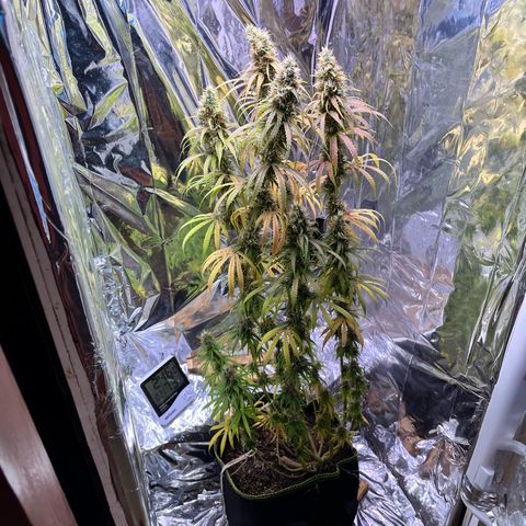 Preenseeds 2 geração  growlog timeline photo