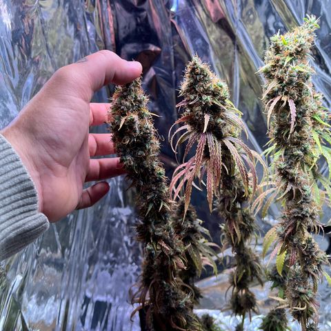 Preenseeds 2 geração  growlog timeline photo
