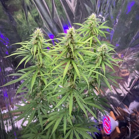 Preenseeds 2 geração  growlog timeline photo