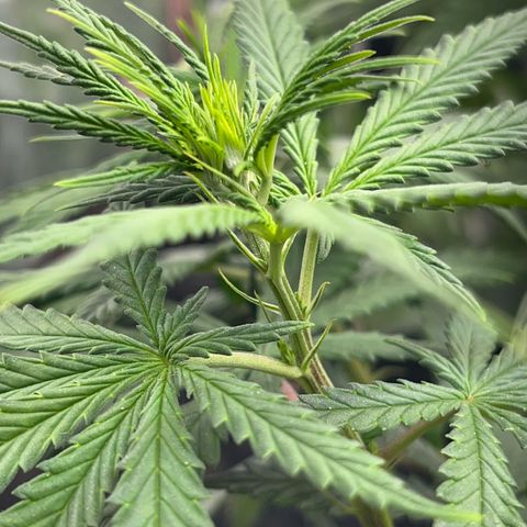 Preenseeds 2 geração  growlog timeline photo