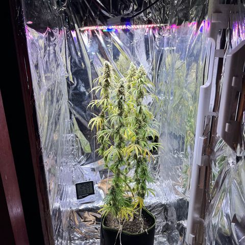 Preenseeds 2 geração  growlog timeline photo