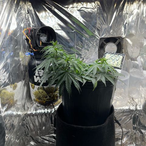 Preenseeds 2 geração  growlog timeline photo