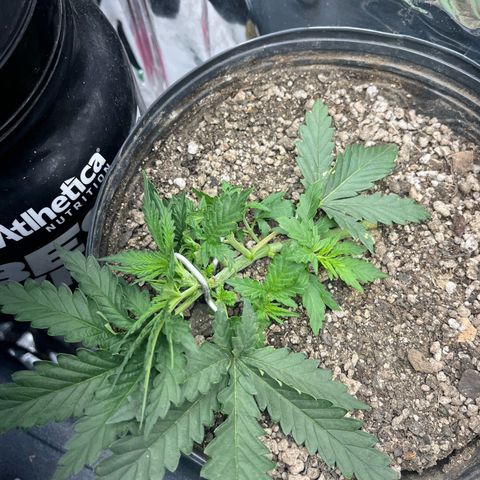 Preenseeds 2 geração  growlog timeline photo
